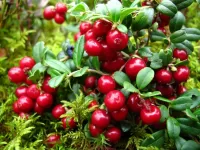 パズル Cranberry bush