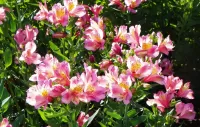 Quebra-cabeça rose bush