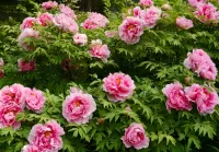 Jigsaw Puzzle Bush with peonies