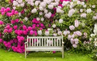 Jigsaw Puzzle Rhododendron bushes