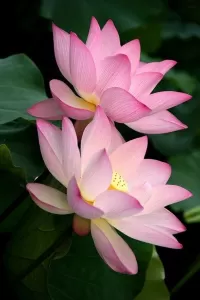 パズル Water lilies