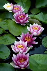 Слагалица Water lilies