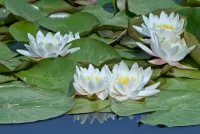Bulmaca Water lilies