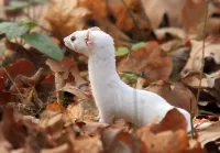 Jigsaw Puzzle Weasel