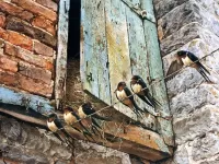 Quebra-cabeça Swallows