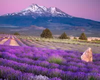Jigsaw Puzzle Lavender Field
