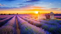 Слагалица Lavender field