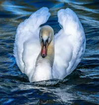 Quebra-cabeça Swan