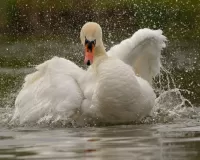 Слагалица Swan