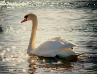 Bulmaca Swan