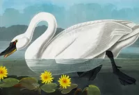 Rätsel Swan