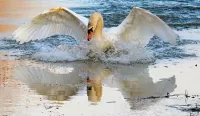 パズル Swan