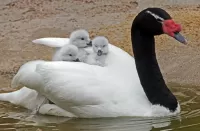 Quebra-cabeça Swan and Chicks