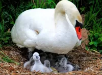 Zagadka Swan and chicks