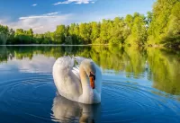 Пазл Лебедь на озере 
