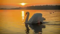 Bulmaca swan at sunset