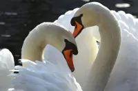 Rompecabezas Swans