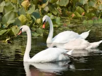 Quebra-cabeça Swans