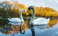 パズル Swans