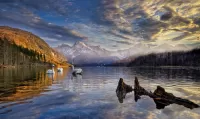 Пазл Лебеди на озере