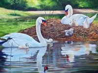 Zagadka swans with chicks