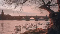 Zagadka Swans by the bridge