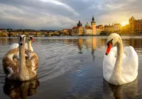 Rompecabezas Swans in Prague