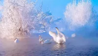 Слагалица Swan winter