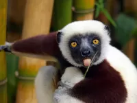 Quebra-cabeça Lemur