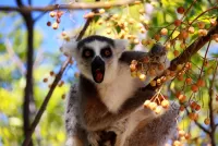 Slagalica Lemur