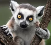 Rompecabezas Lemur