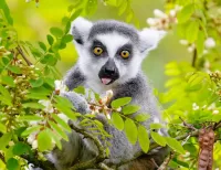 Quebra-cabeça Lemur and acacia