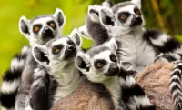 Rompecabezas Lemurs