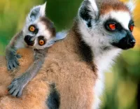 Quebra-cabeça Lemurs