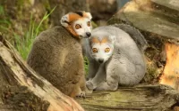 Quebra-cabeça Lemurs
