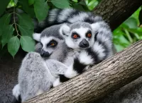Jigsaw Puzzle Lemurs on a tree