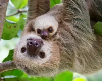 Zagadka Sloth with a cub
