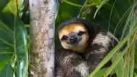 Puzzle Sloth in the jungle