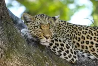 Rompicapo Leopard