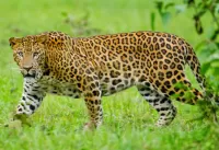 Bulmaca Leopard