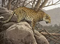 Rätsel Leopard