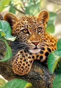 Bulmaca Leopard