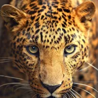 Rätsel Leopard