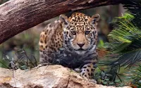 パズル Leopard