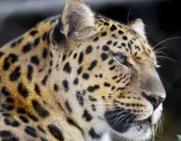 Quebra-cabeça Leopard