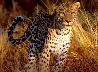Слагалица Leopard