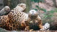 Slagalica Leopard
