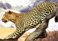 Пазл Леопард