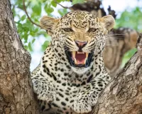 Quebra-cabeça Leopard