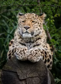 Zagadka Leopard on a log